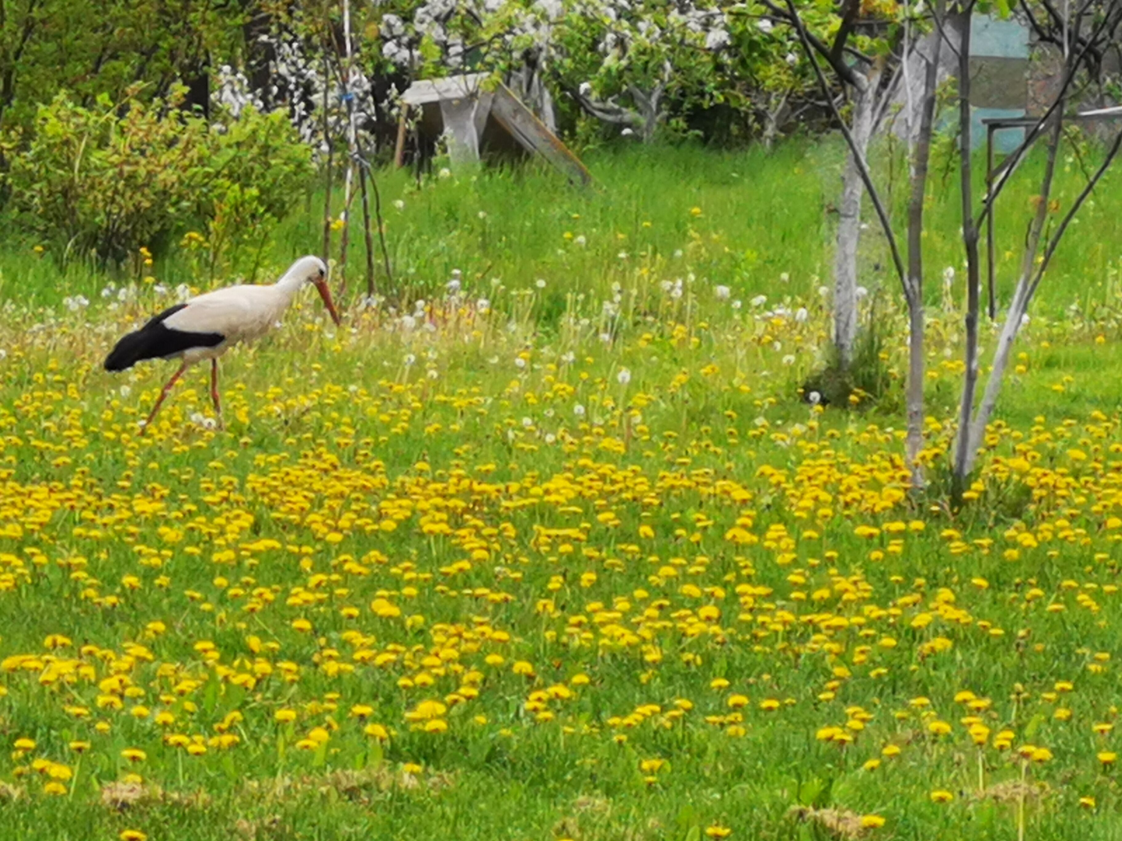 Een vogel wandelt door een veld vol gele bloemen.