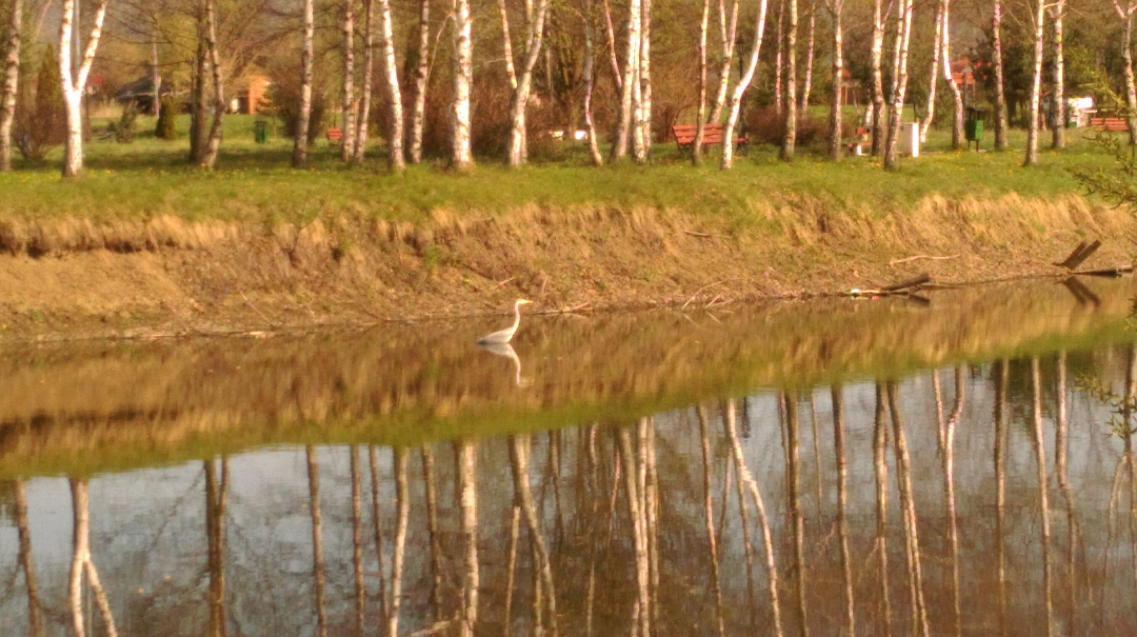 Un río tranquilo que refleja árboles y un ave garza posada en la orilla.