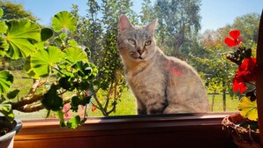 Um gato sentado perto de uma janela com vista para um jardim.