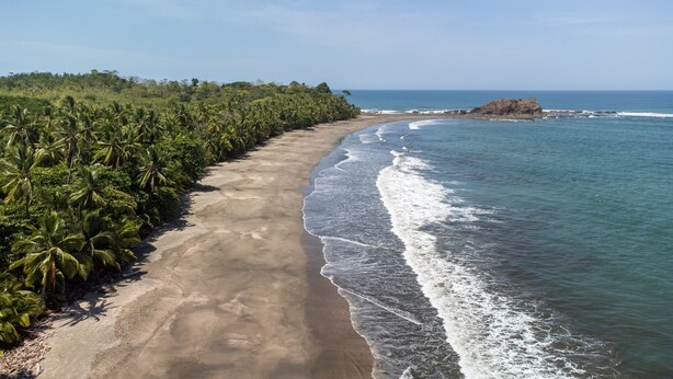 A beach with a sandy shore and palm trees. - Beachfront Nature Rentals. Private Ground Floor Studio in Guesthouse (Quebro, District of Mariato)