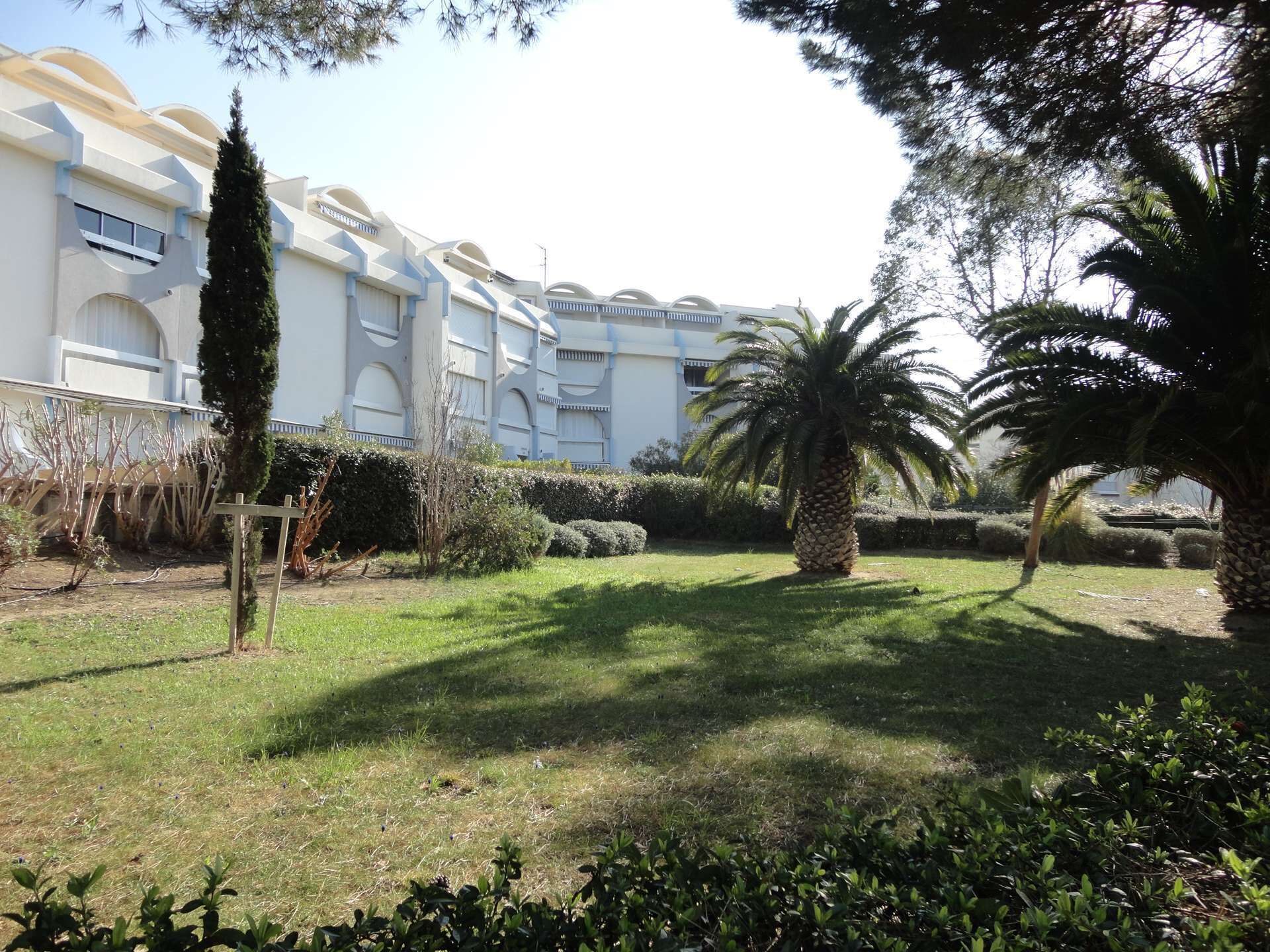 A courtyard with a palm tree, a tall conifer, and a hedge.