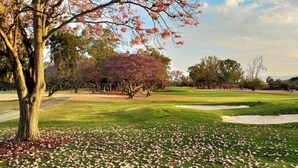 A golf course with a tree with pink blossoms, green grass, and sand bunkers.