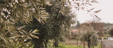 Jardín