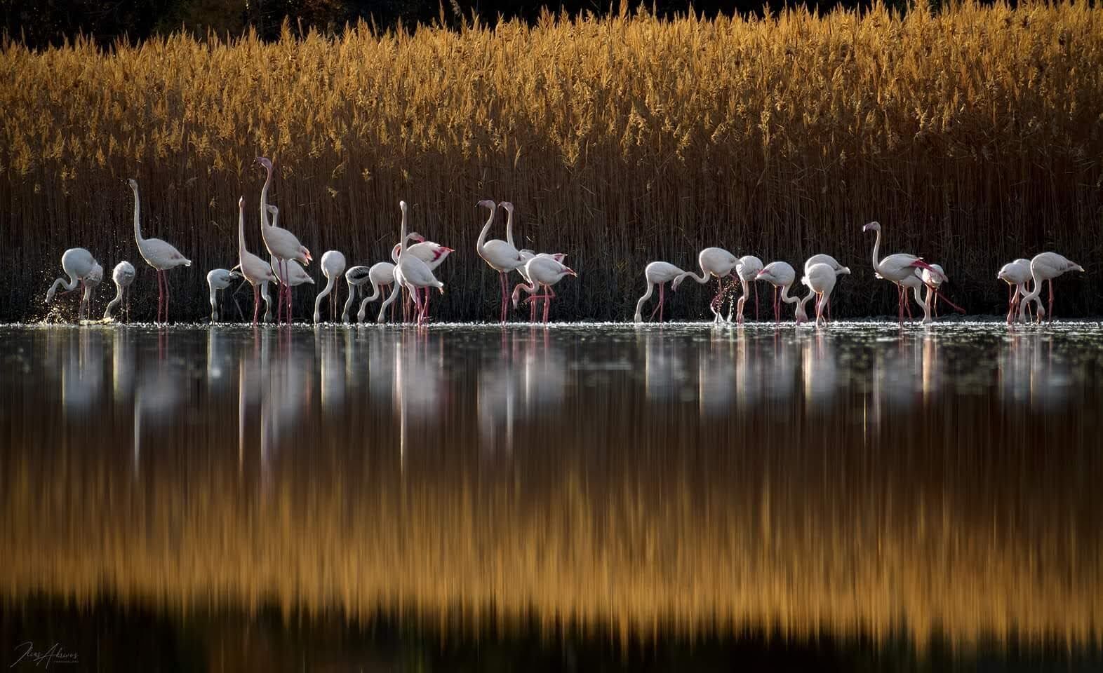 A group of flamingos standing in a body of water with tall reeds in the background.