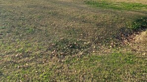 Een grasveld met een meer en bomen in de verte.