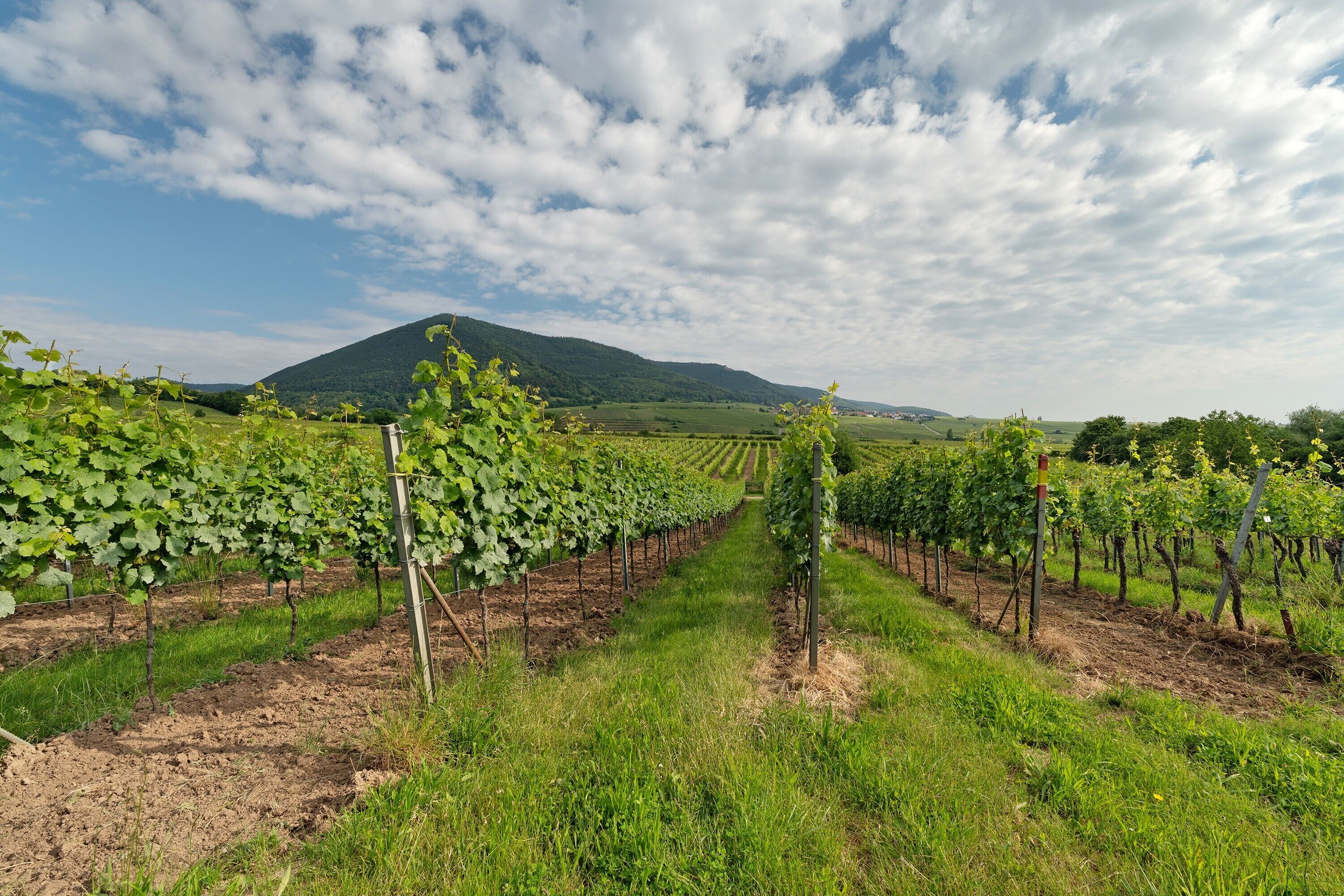 Un vignoble avec des rangées de vignes et une montagne en arrière-plan.