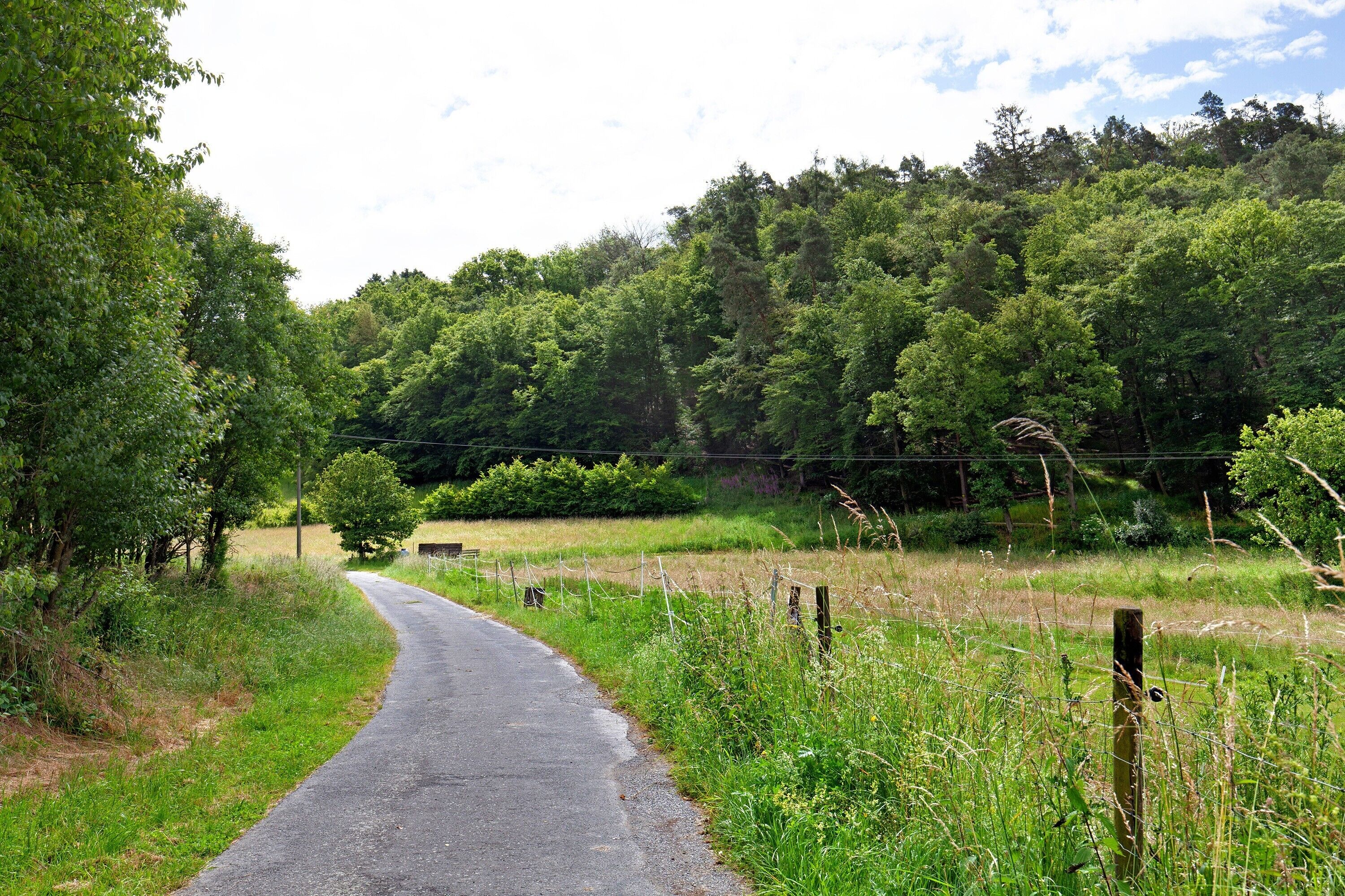 A rural road curving through a green landscape with trees and a fence.