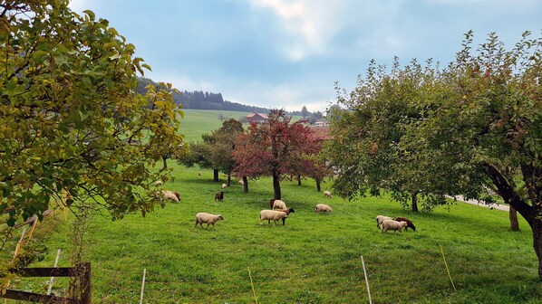 A grassy field with trees and a fence. - Cinéma Enchanté - cinéma & bain nordique (Siviriez)