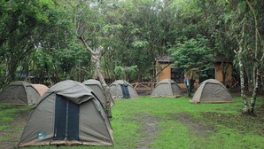 A campsite with multiple tents arranged in rows, surrounded by trees and a small building in the background.
