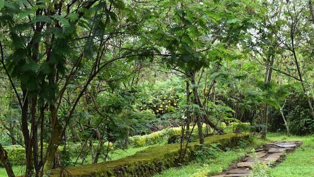 A stone pathway through a lush garden with dense foliage and a moss-covered wall.