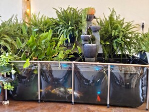 A fish tank with multiple fish and a variety of plants. - Private Pool & Hot Tub | Fall color view for miles (Eureka Springs)