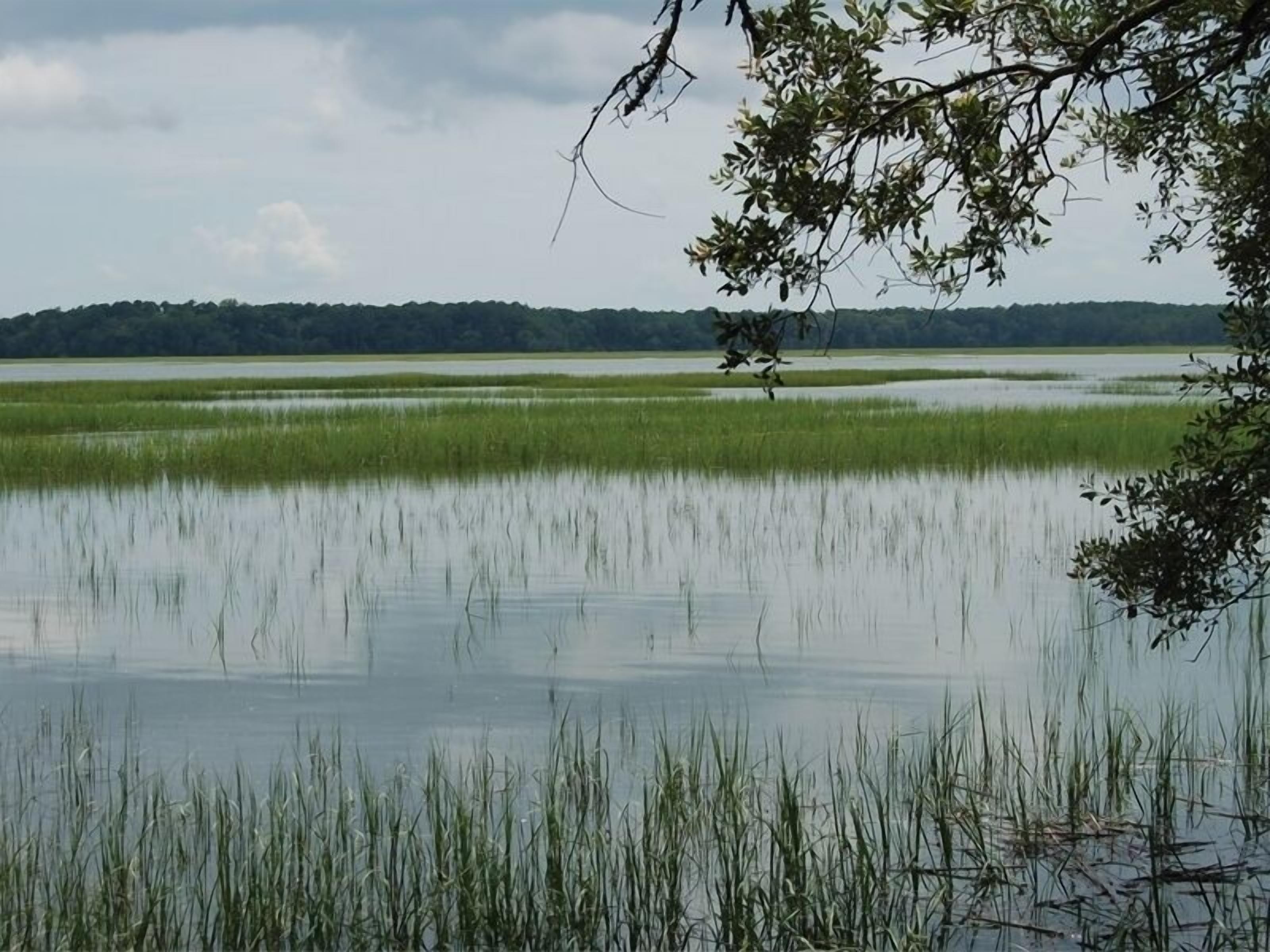 A calm water body with surrounding greenery and a distant tree line.