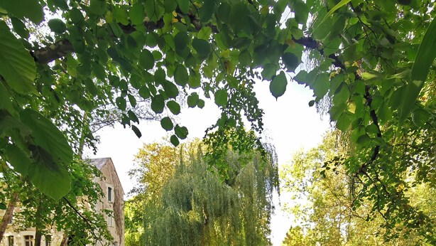 Une vue paisible sur la rivière, avec un bâtiment historique et un saule pleureur dont l’image se reflète dans l’eau.
