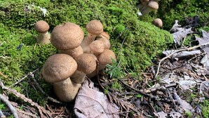 Ryhmä sieniä kasvaa sammaleen peittämällä puunrungolla metsässä.