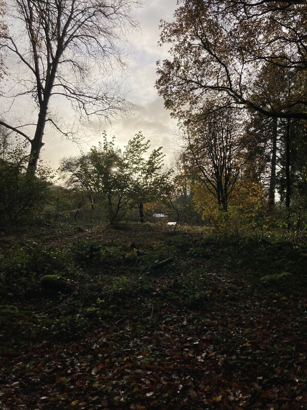 A forested area with trees and a path. - Riverside Retreat Relaxing beautiful surrounding set in 3 acres and pet friendly (Llandysul)