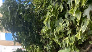 Puutarha-alue, jossa on monenlaisia kasveja, mukaan lukien punakukkainen puu ja pensasaita.