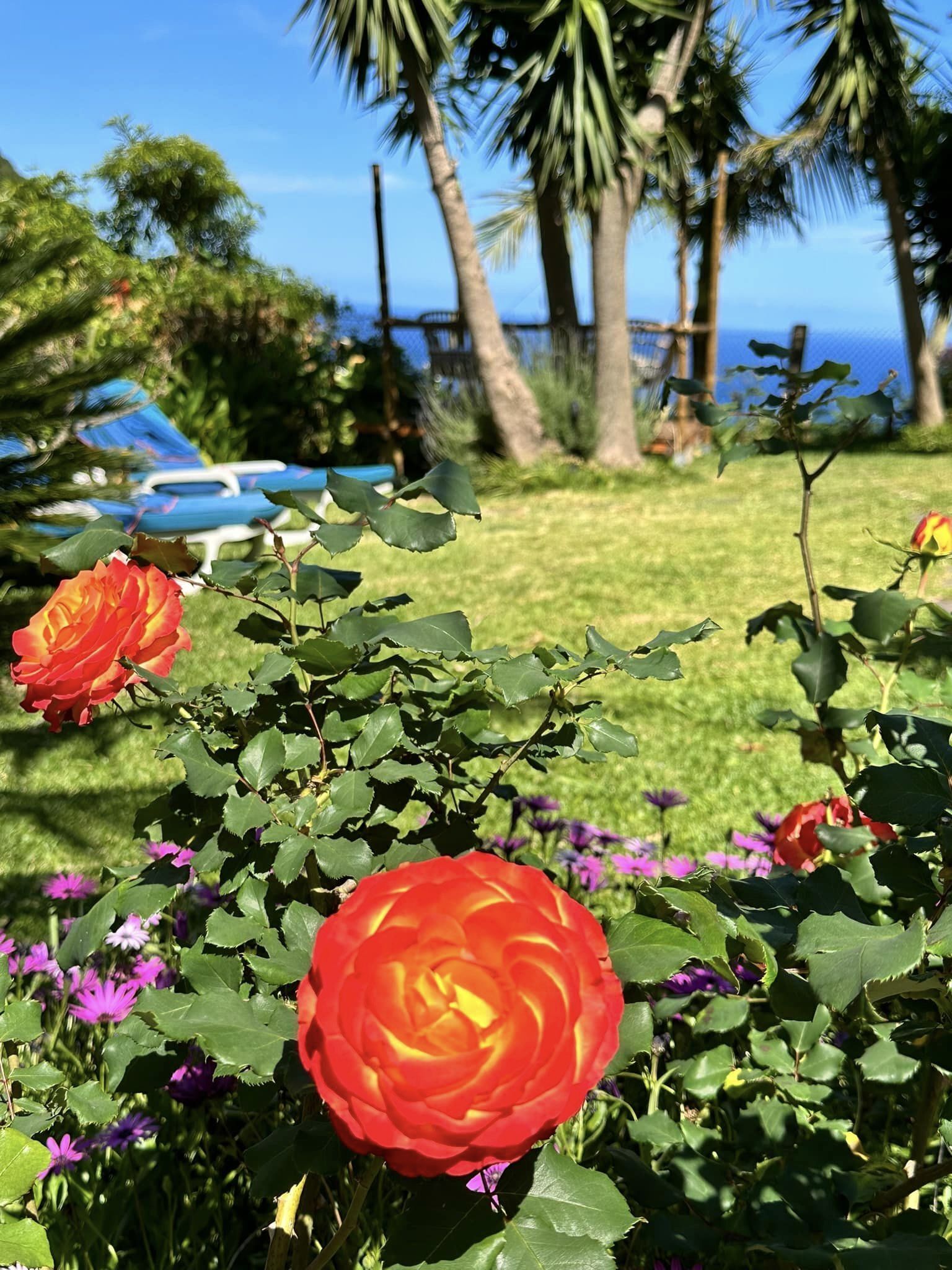 Un jardin avec des rosiers et d’autres fleurs, des palmiers, et une voiture bleue en arrière-plan.