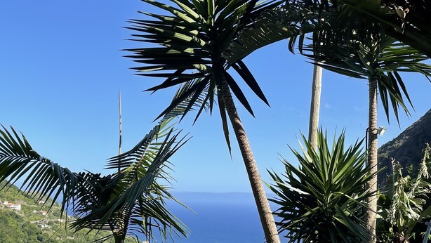 Un jardín con palmeras, césped y vistas al océano.
