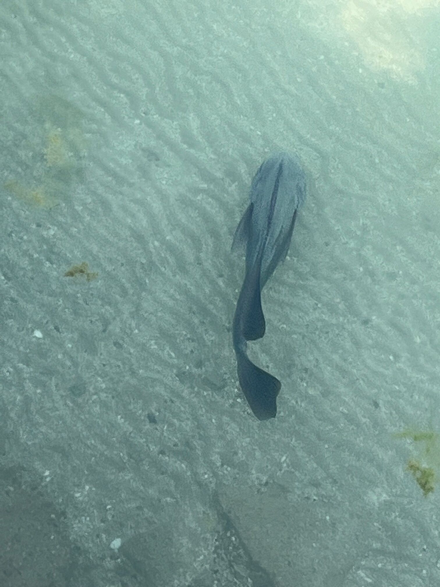 A concrete surface with a dark object resembling a piece of fabric or clothing.