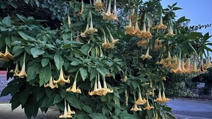 Un jardín con flores amarillas y follaje verde.