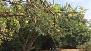A tree with several fruits hanging from its branches. - Delightful rural country cottage, Great for families and groups, large garden and a big hot tub! (Beccles)