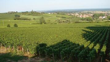 Área da propriedade