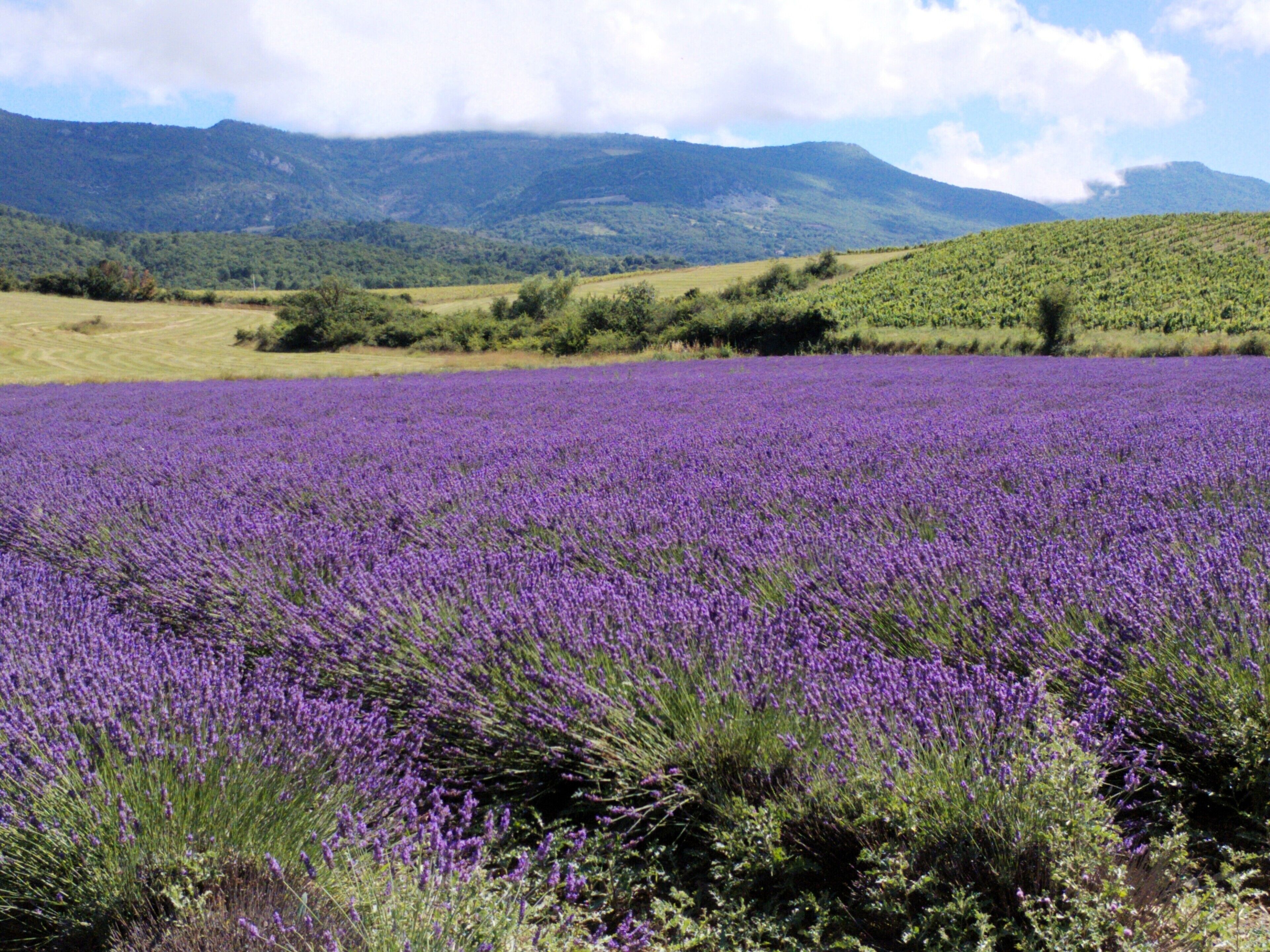 Um campo de lavanda com montanhas ao fundo.