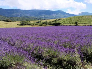 Un champ de lavande avec des montagnes en arrière-plan.