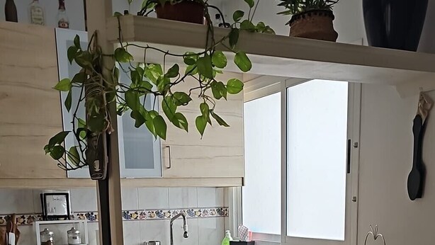 Une cuisine avec des meubles de rangement en bois, un évier, une fenêtre et une plante suspendue au plafond.