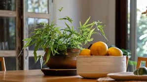 Une table en bois, sur laquelle se trouvent un pot de fleurs et un bol de citrons.