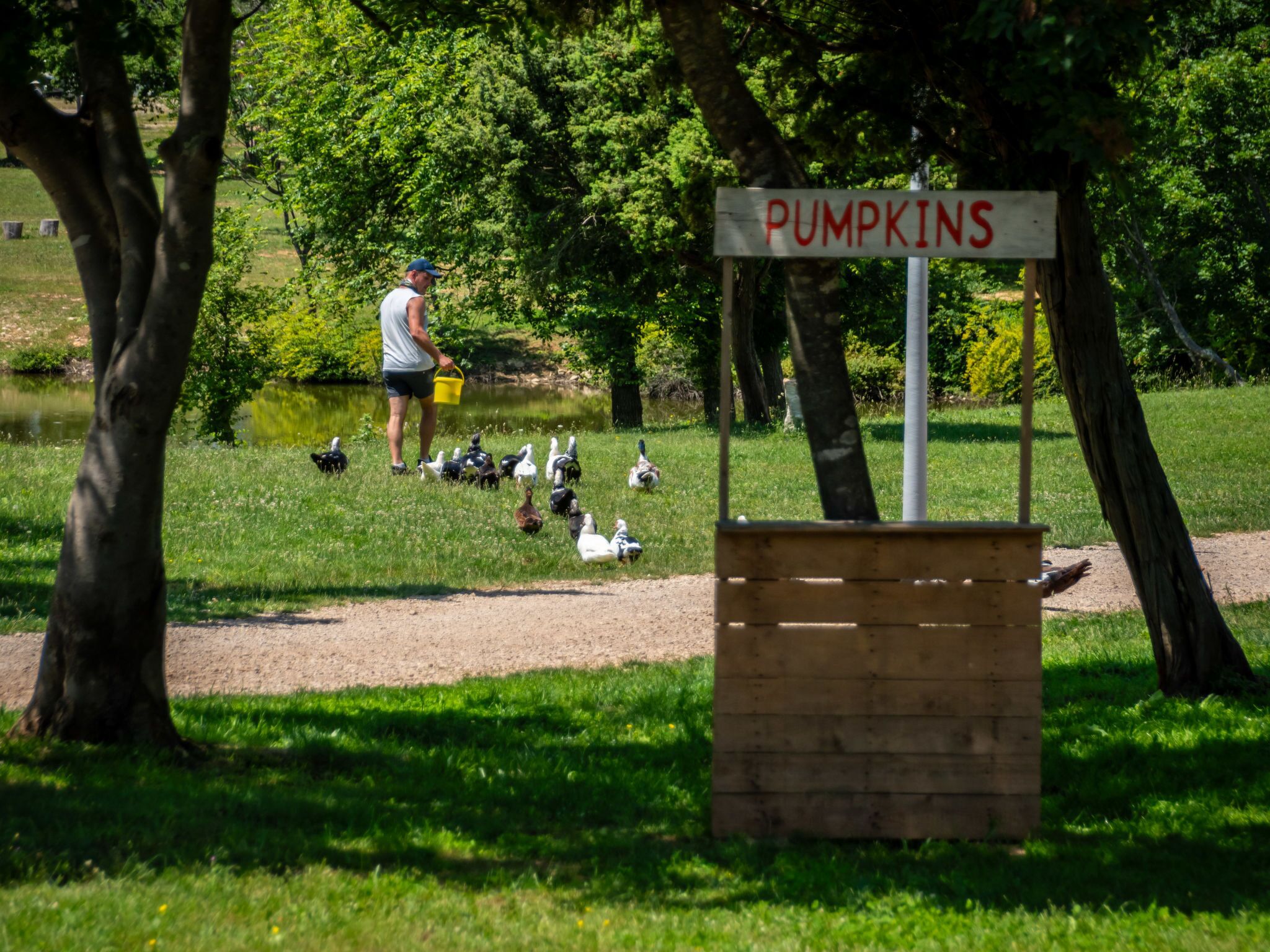 Segnaletica con la scritta 'PUMPKINS' in un parco, con anatre e una persona che le nutre.