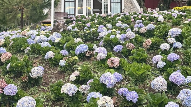 Une maison moderne avec un toit triangulaire, entourée d’un jardin planté d’hortensias.
