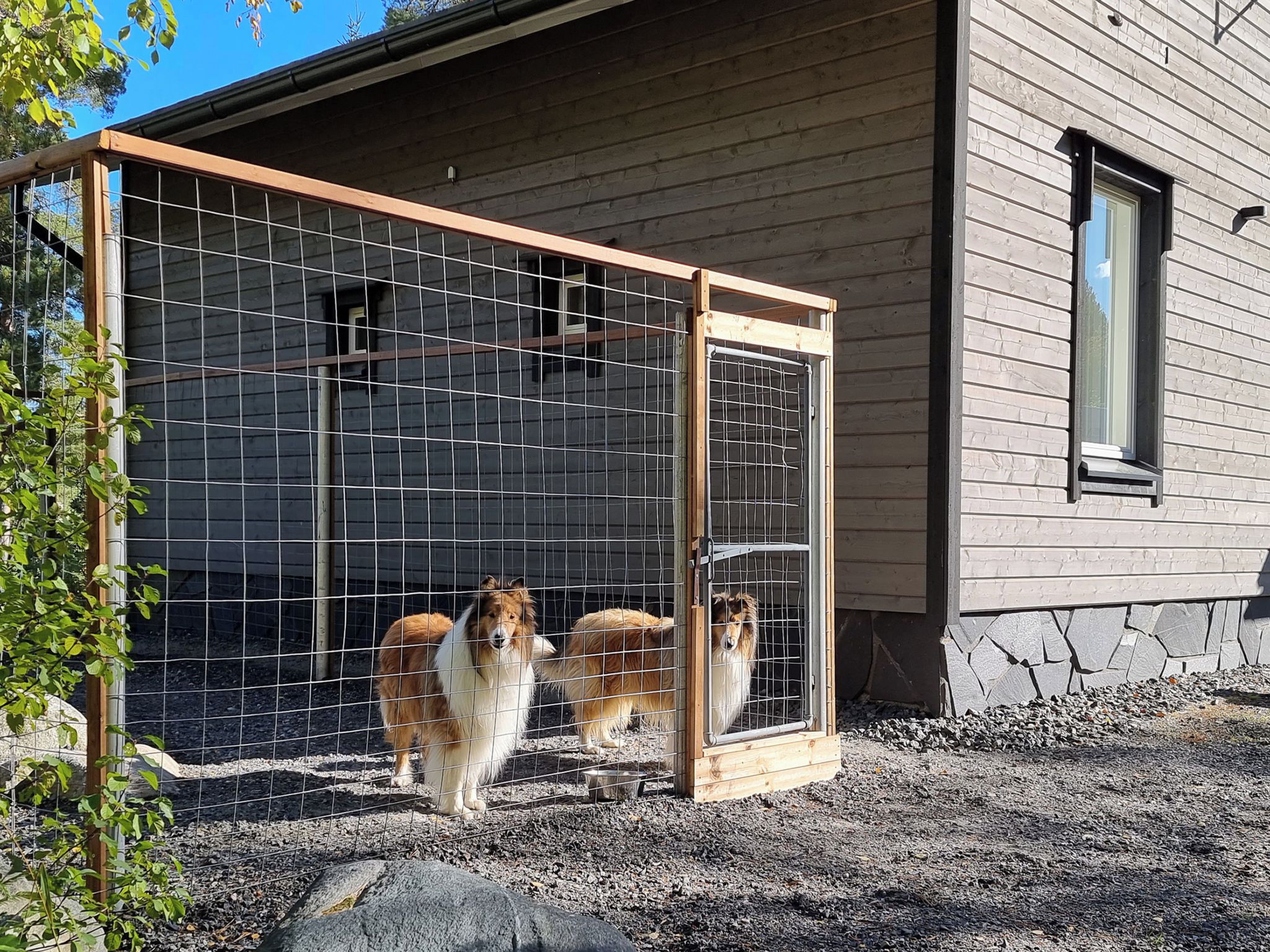 A fenced area with two dogs standing inside, a wooden structure, and a building with a window.