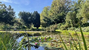 Een vredig vijver met waterlelies, omringd door weelderige begroeiing en bomen.
