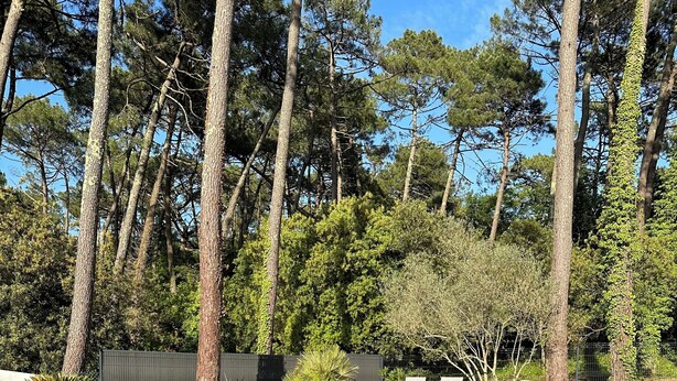 A swimming pool with a stone deck, surrounded by tall trees and a grassy area. - Maison Avec Piscine. Animaux de Compagnie Acceptés (La Tremblade)