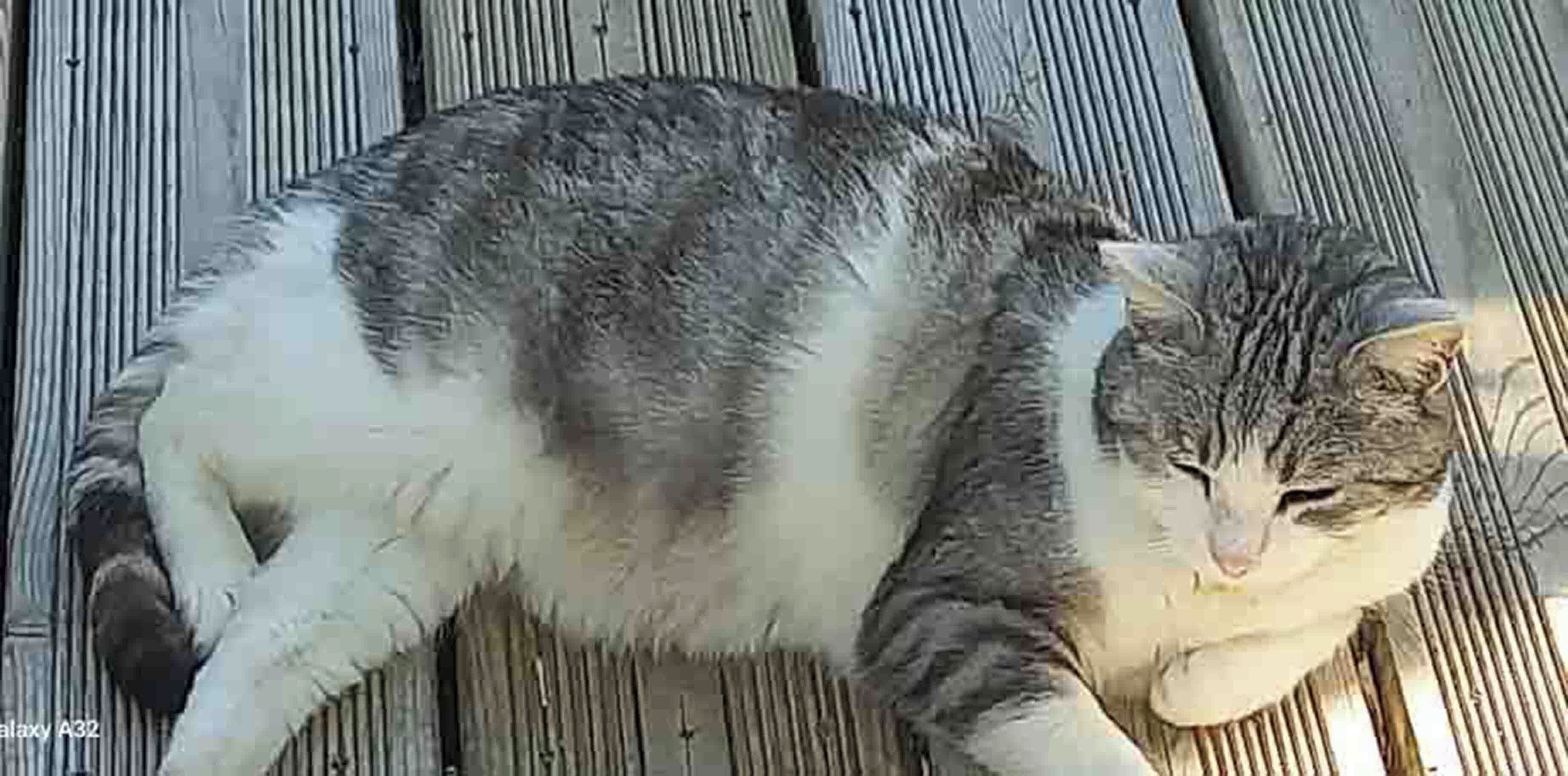 Un gato descansando sobre una cubierta de madera.