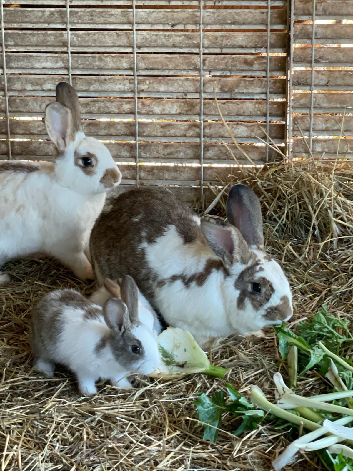 Un groupe de lapins se trouve dans un enclos, avec du foin et quelques légumes verts.