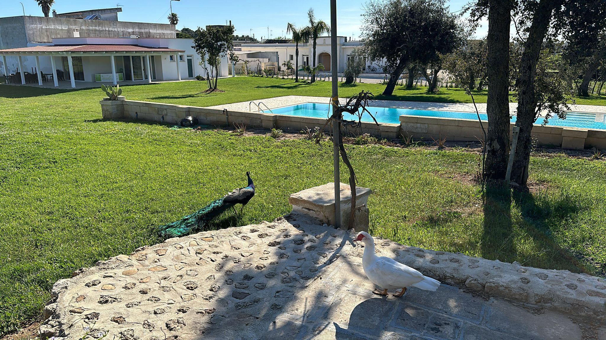 A pool area with a clear view of the surrounding landscape, including a grassy lawn and a building in the background.