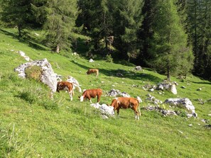 Miscellaneous - Casa al Moro 4 (Rocca Pietore)