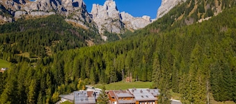 Petit Arnica