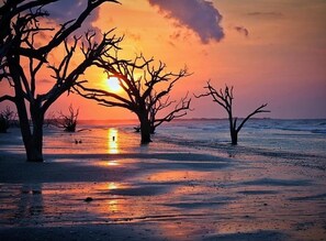 A beach scene with bare trees silhouetted against a sunset.