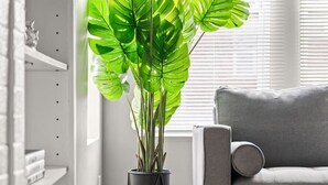 Een woonkamer met een grijze bank, een grote groene plant in een zwarte pot, en een witte open haard.