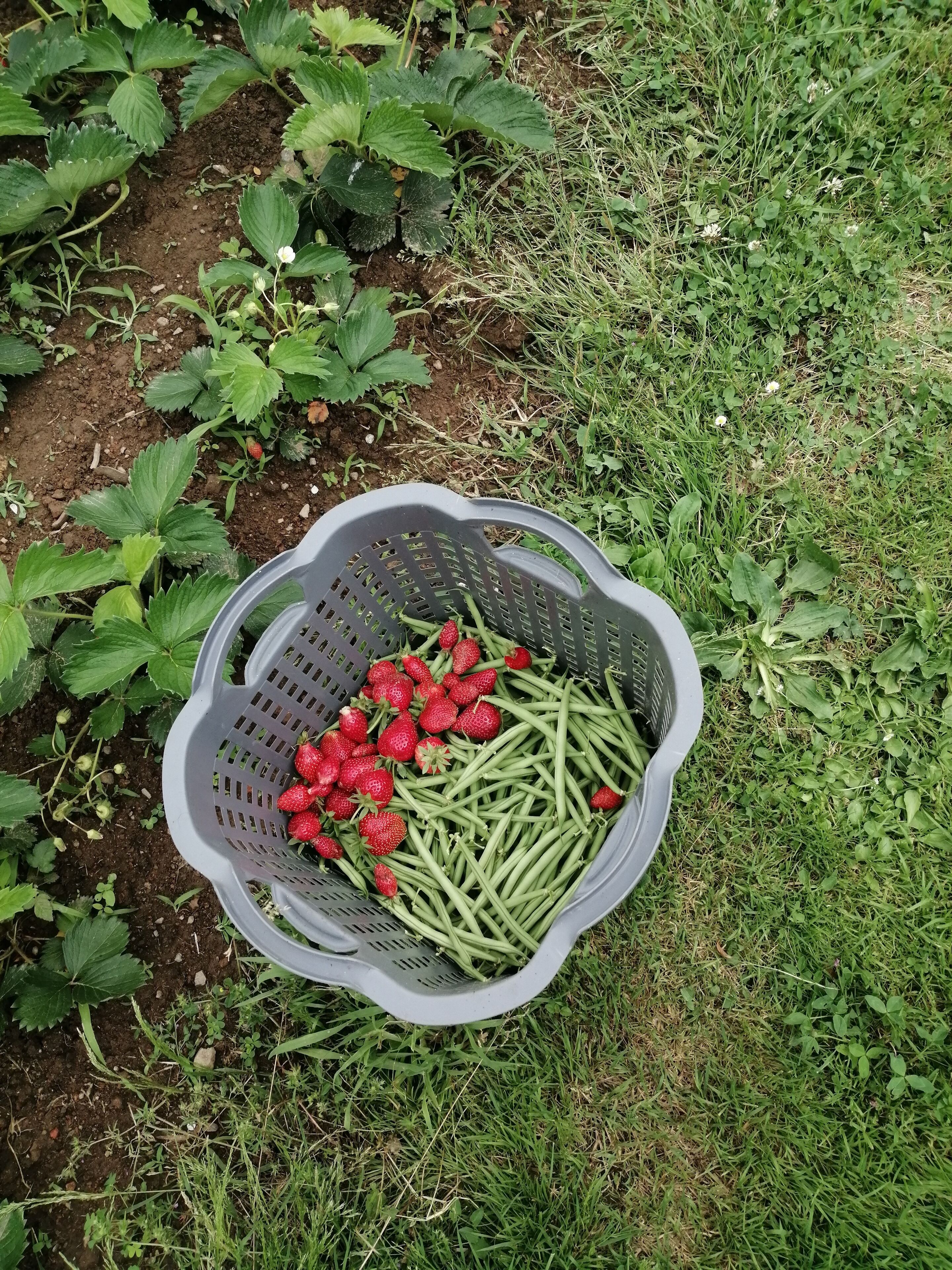 A basket filled with green beans and strawberries on a grassy field.