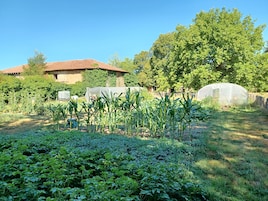 A garden with various plants, a greenhouse, and a rustic building with a tiled roof.
