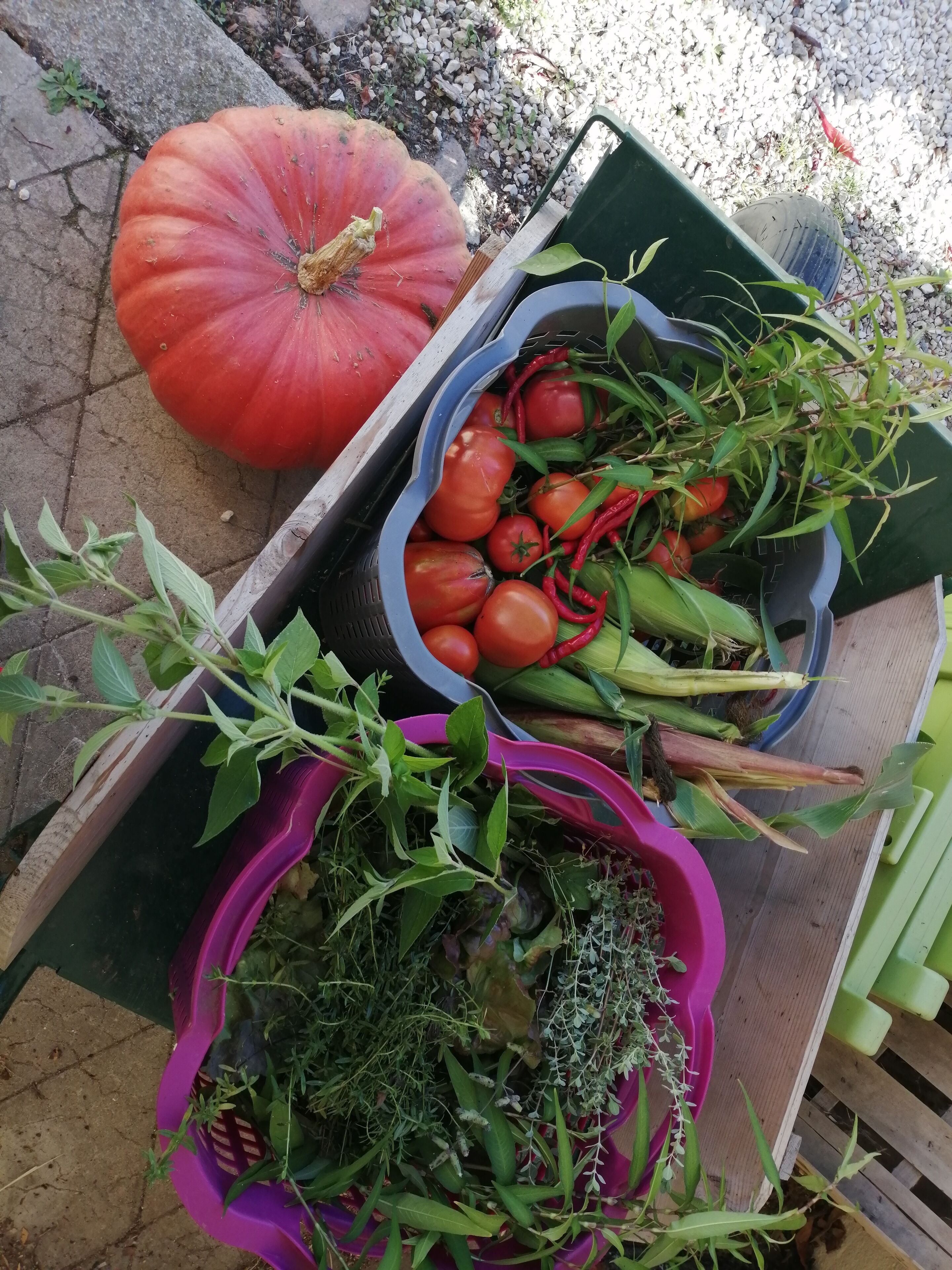A wooden table with various vegetables and plants, including a large pumpkin and several baskets filled with tomatoes, peppers, and leafy greens.