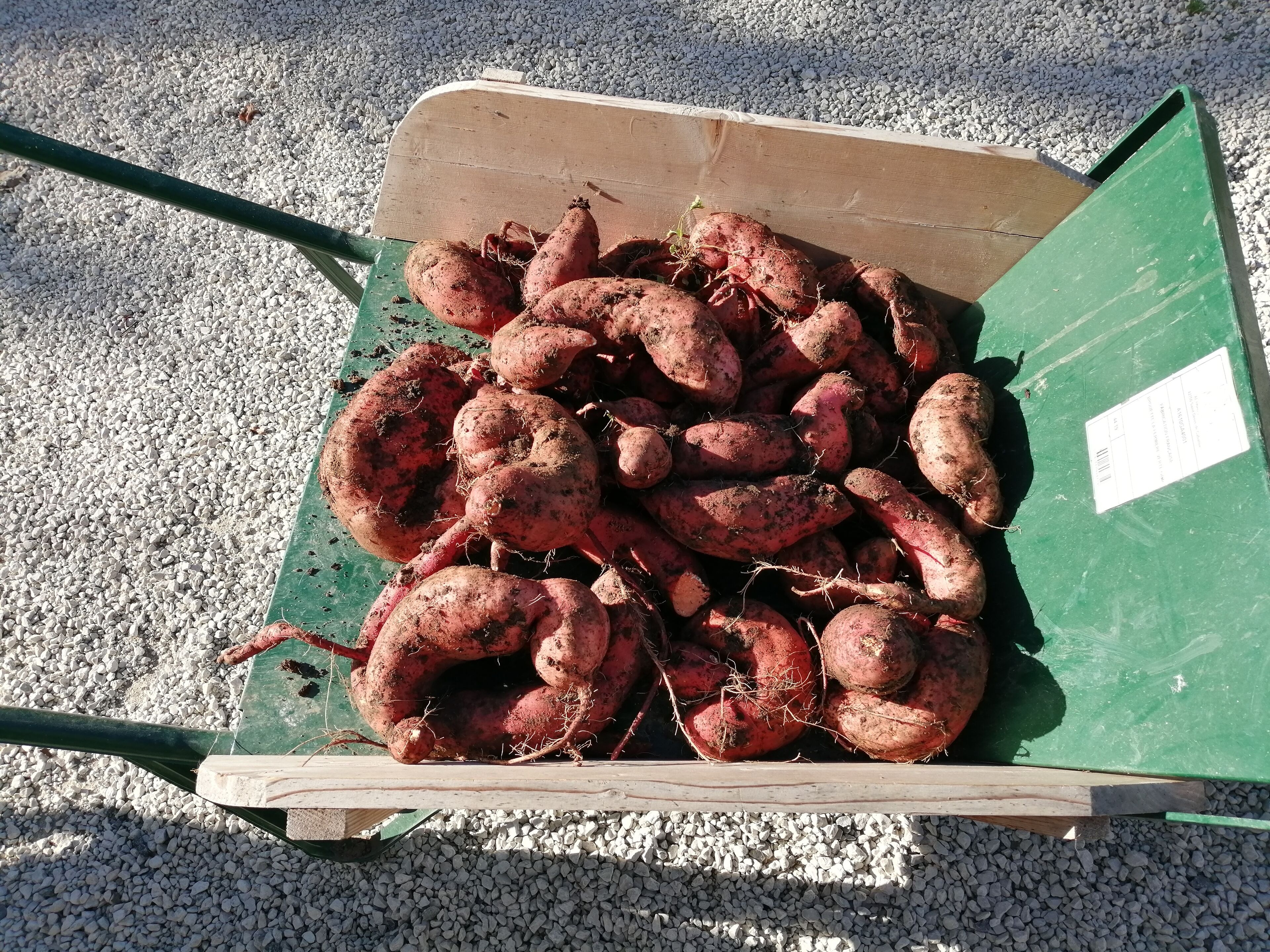 Una caja de madera llena de papas rojas sobre un lecho de grava.