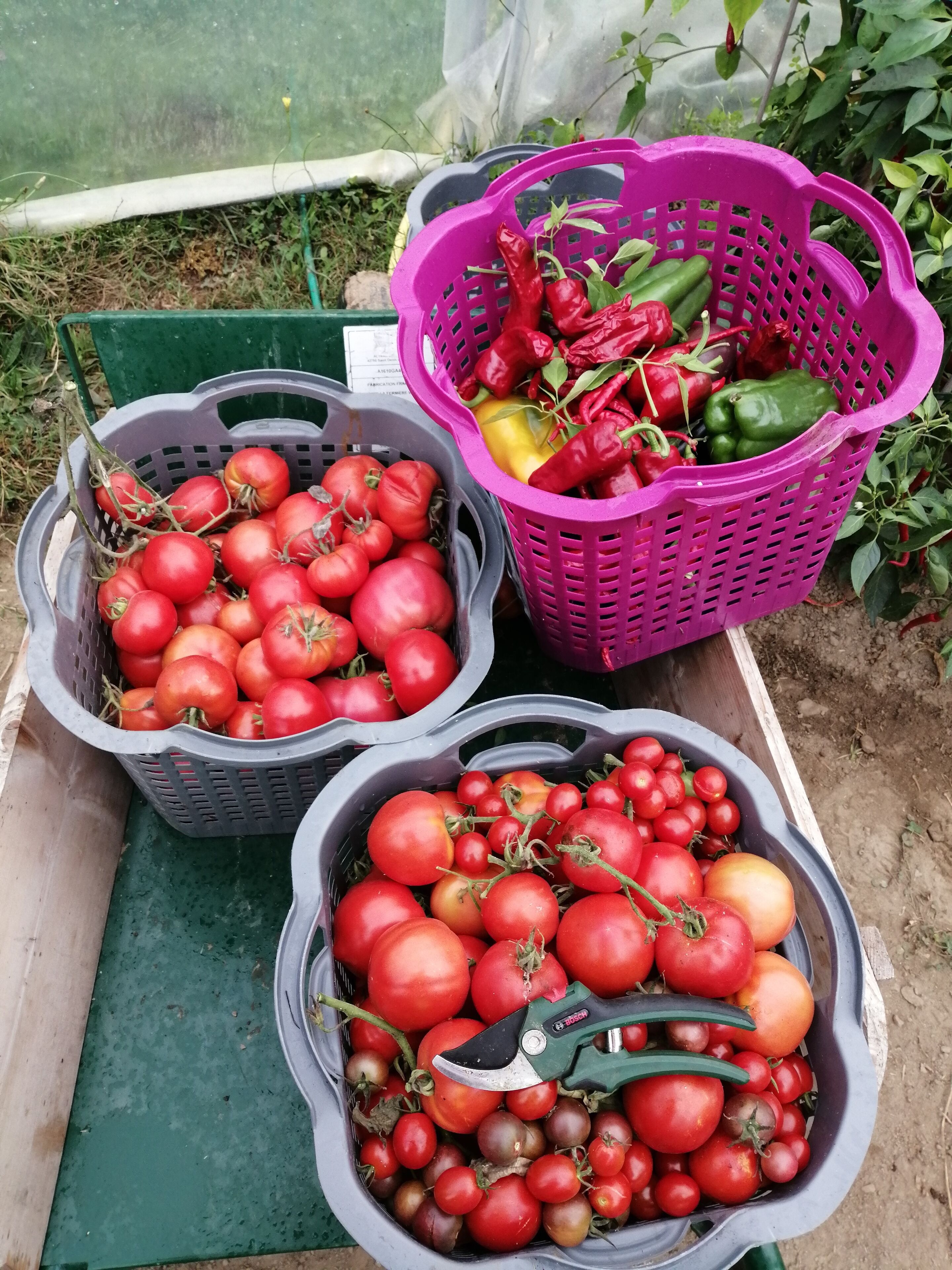 Tre cesti pieni di pomodori e peperoni su un tavolo di legno.