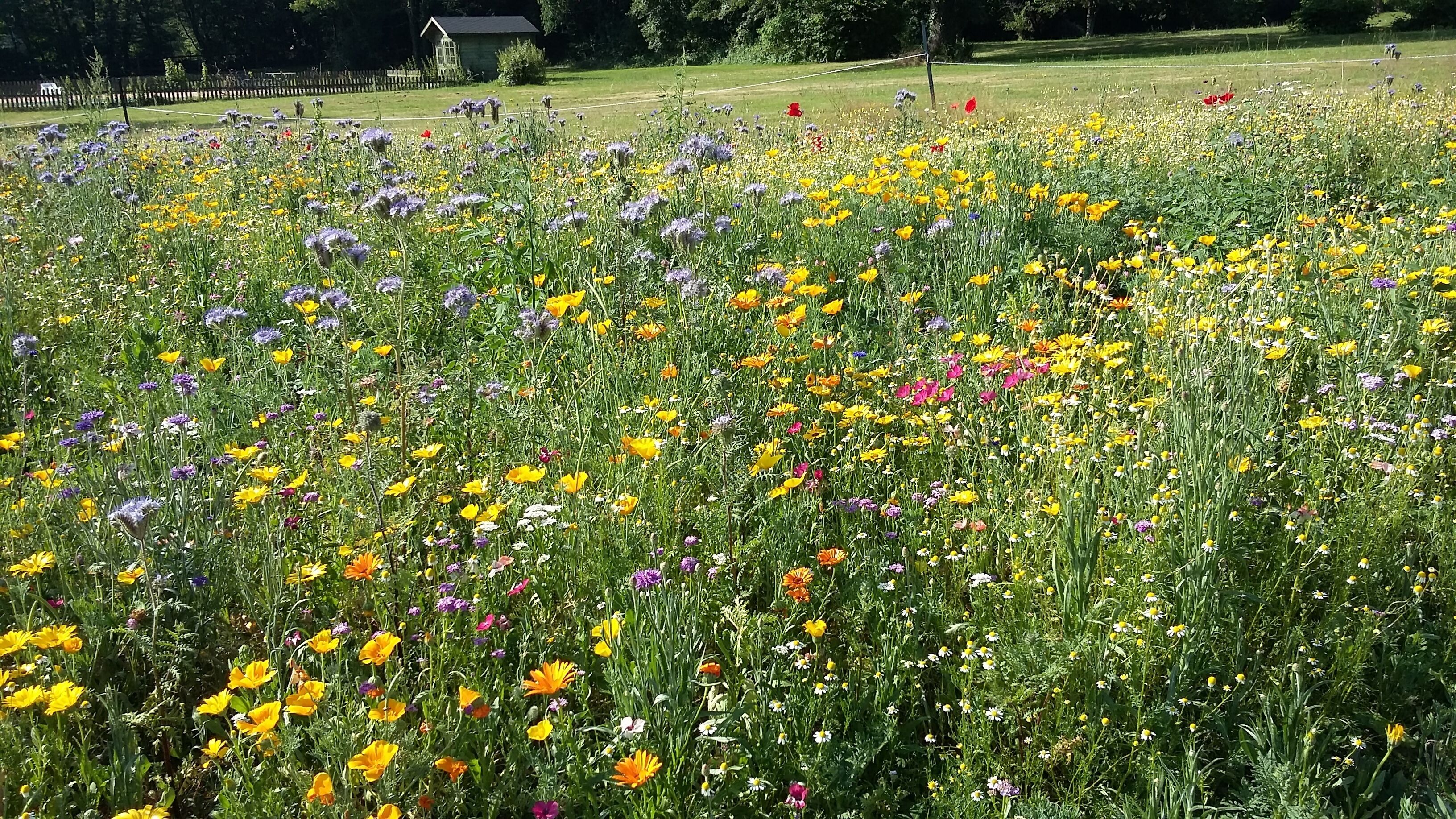 A field of diverse wildflowers in full bloom.