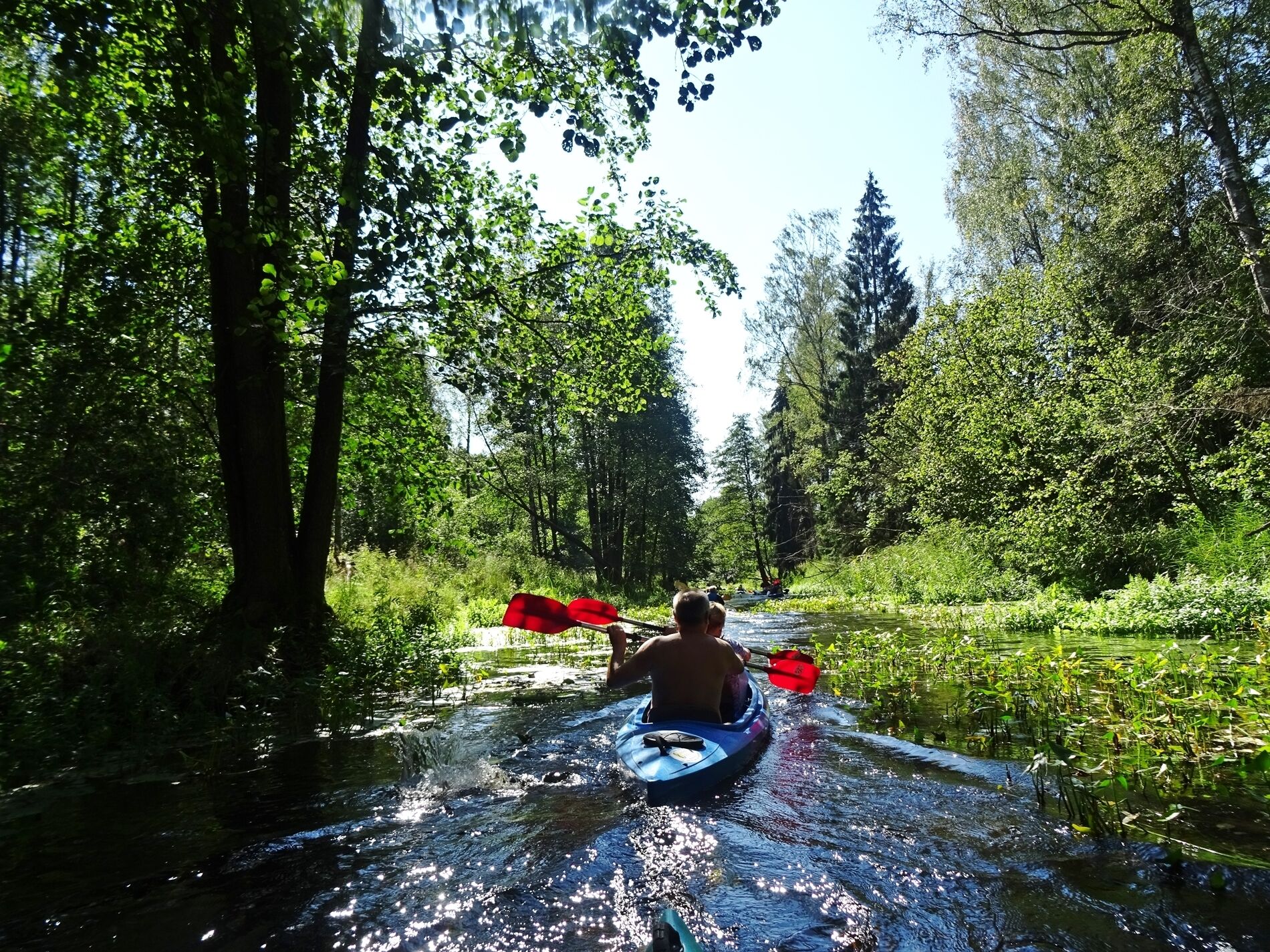 Una persona en kayak recorre un canal estrecho rodeado de densa vegetación.