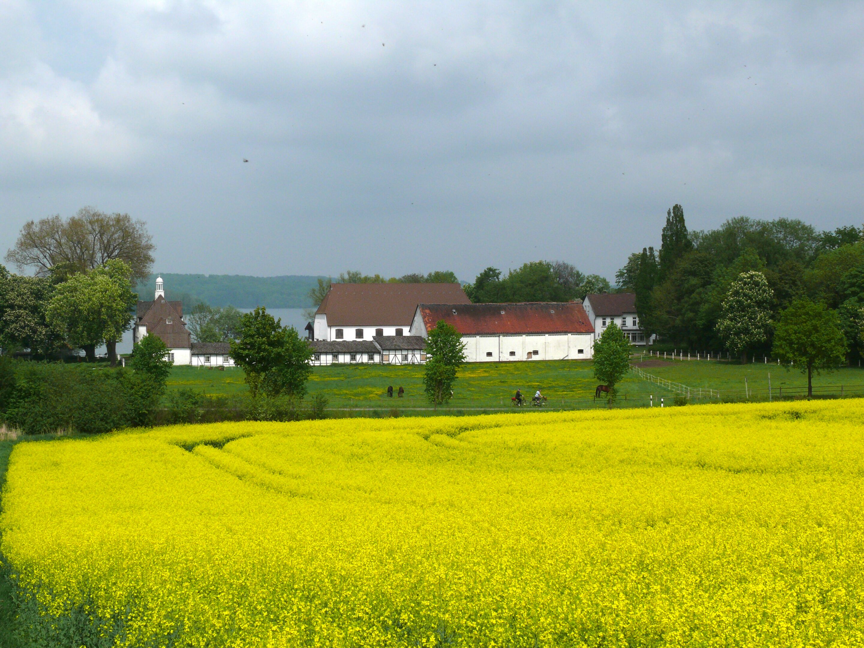 A rural landscape with a large white building, possibly a farmhouse, surrounded by fields of yellow flowers and trees.